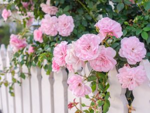 Rose Garden Essentials