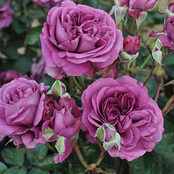 Plum Perfect Rose Bush