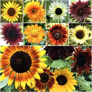 Variety Sunflower Mixture Seeds