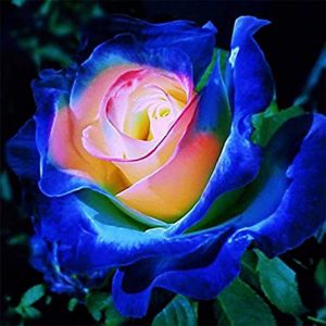 Blue Pink Rose Plant Seeds