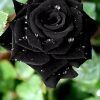Black Rose Bush Seeds