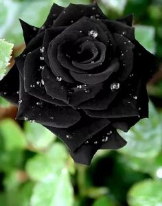 Black Rose Bush Seeds