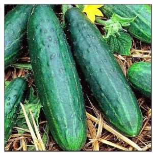 Non-GMO Cucumber Seeds