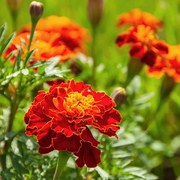 Marigold Red Flower Seeds
