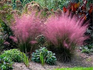 Pink Muhly Ornamental Grass Plants