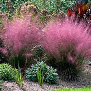 Pink Muhly Ornamental Grass Plants