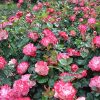 Ready to Plant Multi-Colored Rose Bush