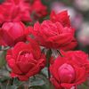 Double Red Knockout Roses