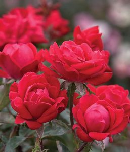 Double Red Knockout Roses