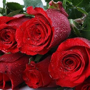 Beautiful Red Rose Seeds