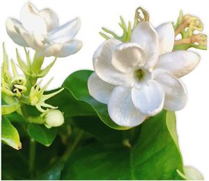 White Phillipine Jasmine Plant