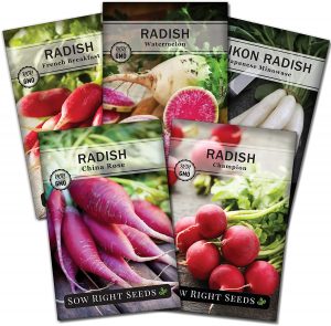 Radish Seed Collection for Planting