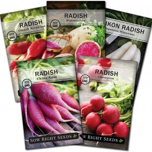 Radish Seed Collection for Planting