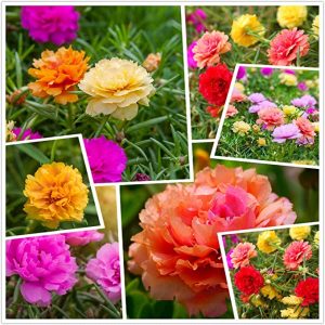 Mixed Colors Moss Rose Seeds
