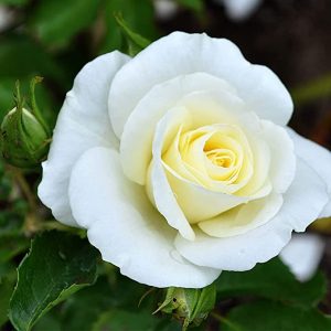 Royal Swan Shrub Rose