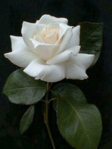 White Rose Bush Seeds