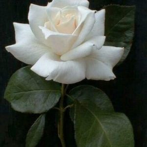 White Rose Bush Seeds
