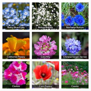 35 Varieties of Wildflower Seeds