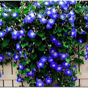 Blue Morning Blooming Vine Seeds