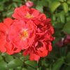 Coral Drift Rose Ready to Plant