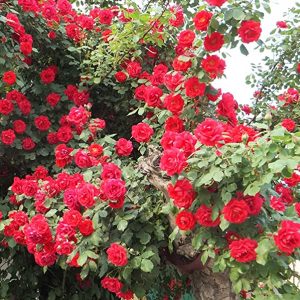 Red Climbing Rose Bush Seeds