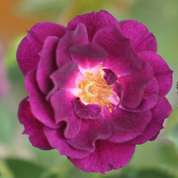 Ready to Plant Midnight Purple Rose Bush
