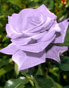 Purple Dragon Rose Seeds