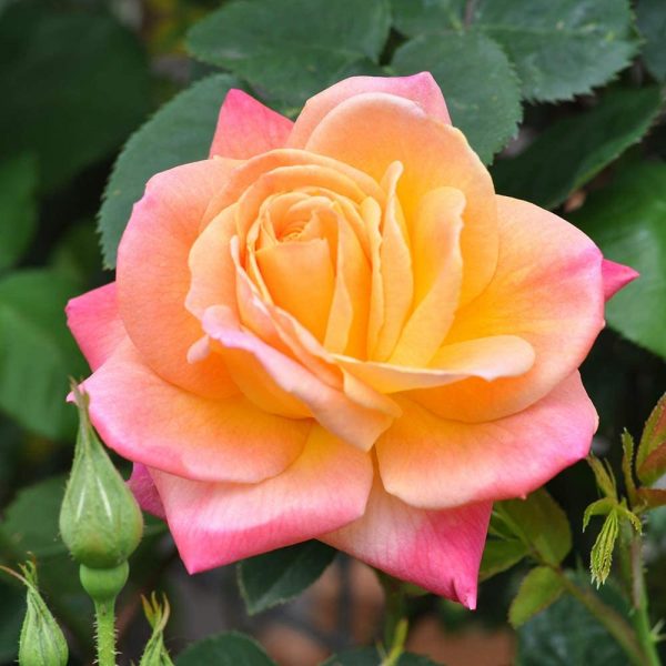 Ready to Plant Multi-Colored Rose Bush