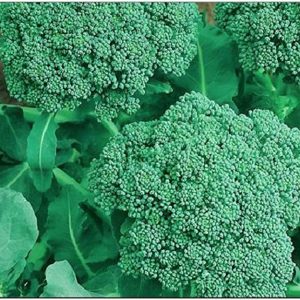 250 Broccoli Seeds