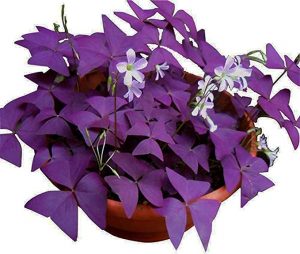 Purple Shamrocks-Oxalis Triangularis