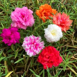 Mixed Moss Rose Plant Seeds