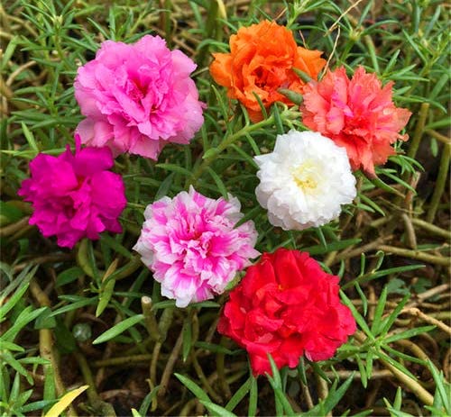 Mixed Moss Rose Plant Seeds