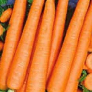Tender Sweet Carrot Seeds