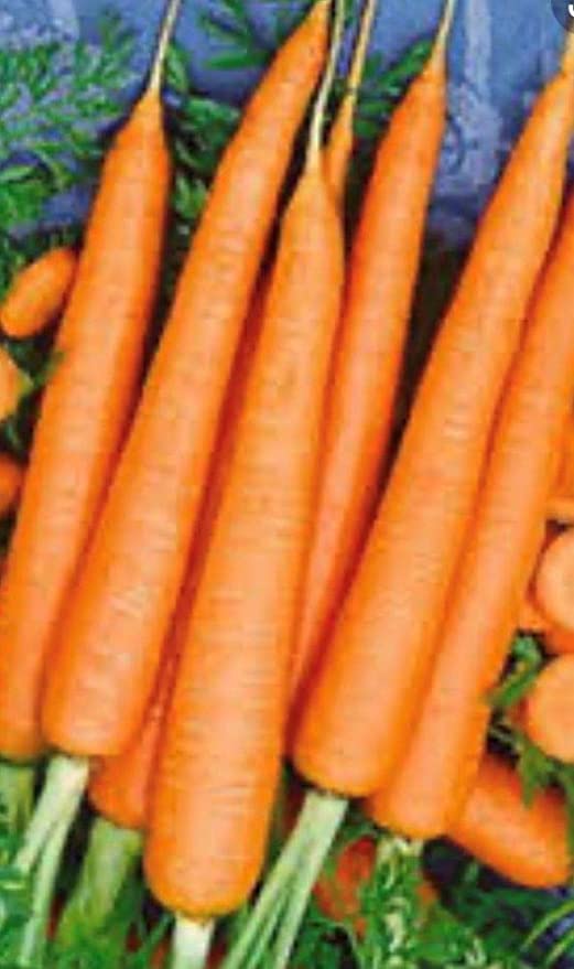 Tender Sweet Carrot Seeds