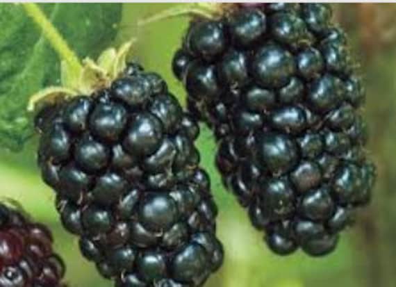 Blackberry Bush 1 Galllon