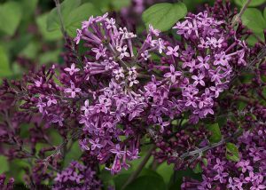 Dark Purple Lilac Shrub