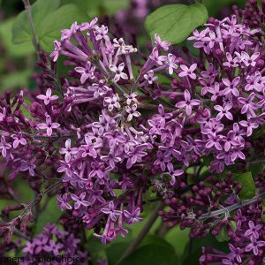 Dark Purple Lilac Shrub