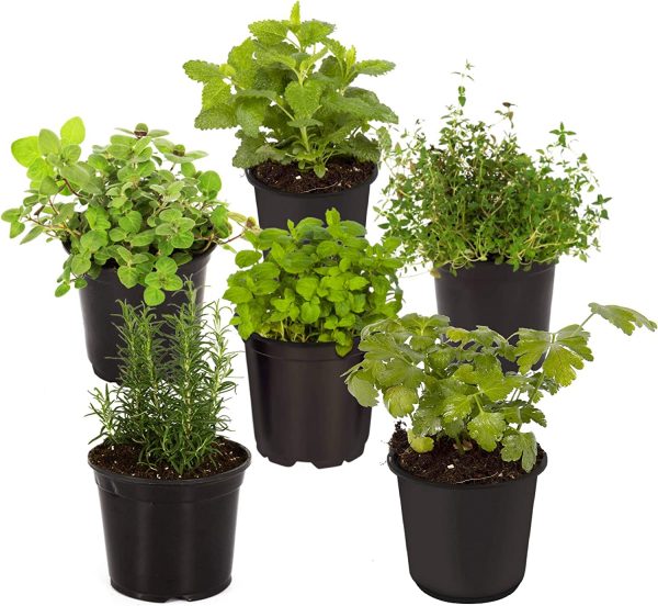 Live Aromatic & Edible Herb Plants