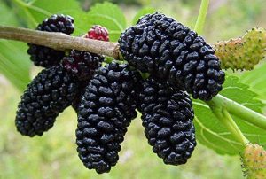 Everbearing Mulberry Plant