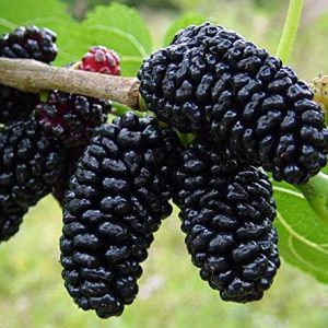 Everbearing Mulberry Plant