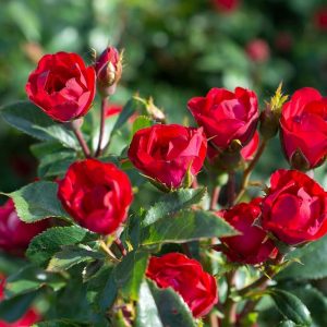 6 Quart Petite Rose Bush
