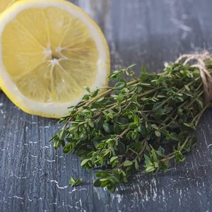 4 Pack Lemon Thyme Herb Plants