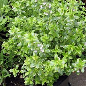 Lime Thyme Plant 4” Pot