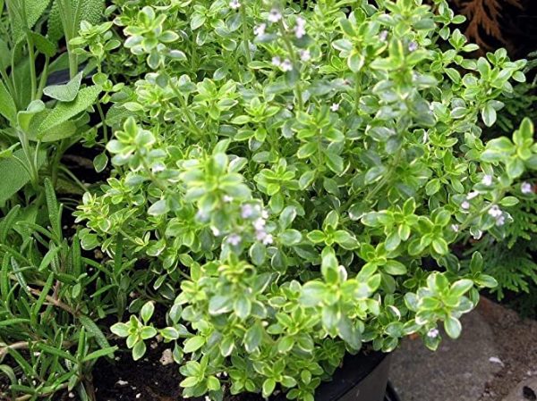 Lime Thyme Plant 4” Pot
