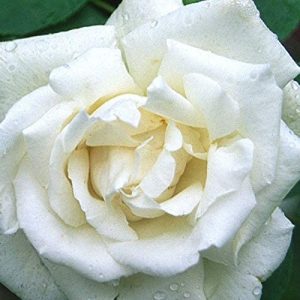 White Rose Bush Ready to Plant