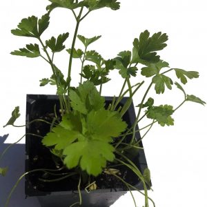 Parsley Flat-leaved Plant 2.5” Pot