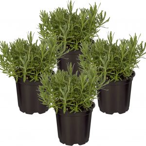 4 Pack Lavender Plants