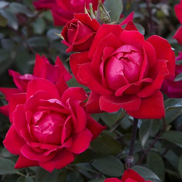 Double Red Rose Ready to Plant