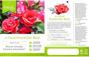 Coral Pink Rose Bush Ready to Plant