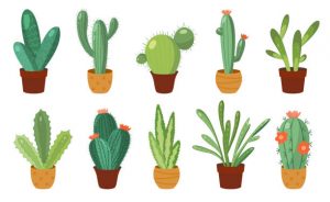 Cacti and Succulents